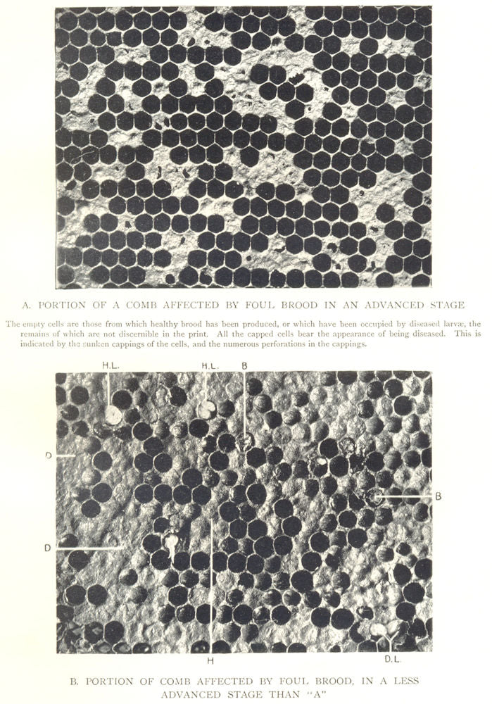 BEES AND BEE-KEEPING. Honeycomb affected by Foul Brood 1912 old antique print